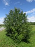 Ulmus pumila. Одиночное дерево возле дороги. Хакасия, Ширинский р-н, окр. с. Ефремкино. 06.08.2026.