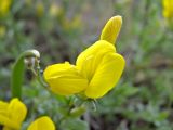 Genista scythica. Цветок. Украина, Донецкая обл., Новоазовский р-н, балка Харцызская, петрофитная степь. 10.05.2011.