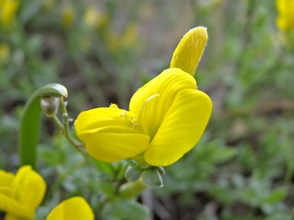 Изображение особи Genista scythica.