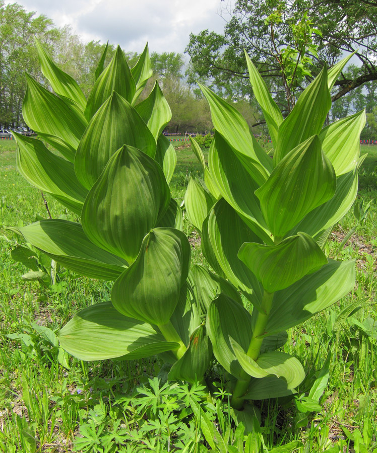 Image of Veratrum lobelianum specimen.