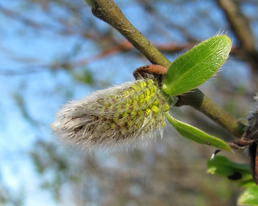 Изображение особи Salix myrsinifolia.