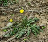 Taraxacum promontoriorum. Цветущее растение у шоссе. Казахстан, Кызылординская обл., долина р. Сырдарья. 26.04.2011.