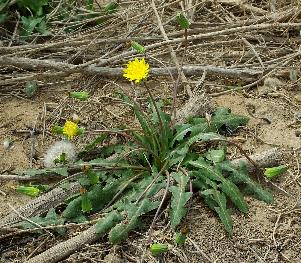 Изображение особи Taraxacum promontoriorum.