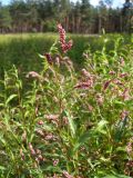 Persicaria maculosa