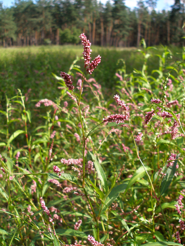 Image of Persicaria maculosa specimen.