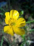 Ranunculus polyanthemos