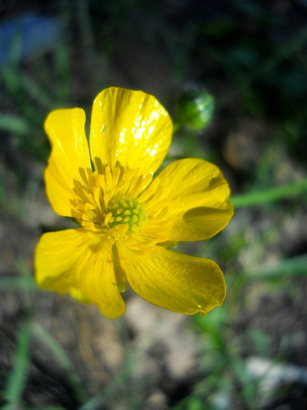Image of Ranunculus polyanthemos specimen.