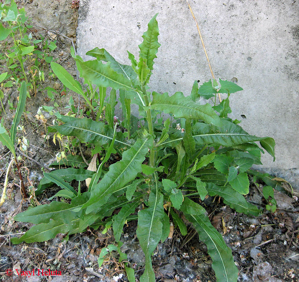Image of Picris hieracioides specimen.