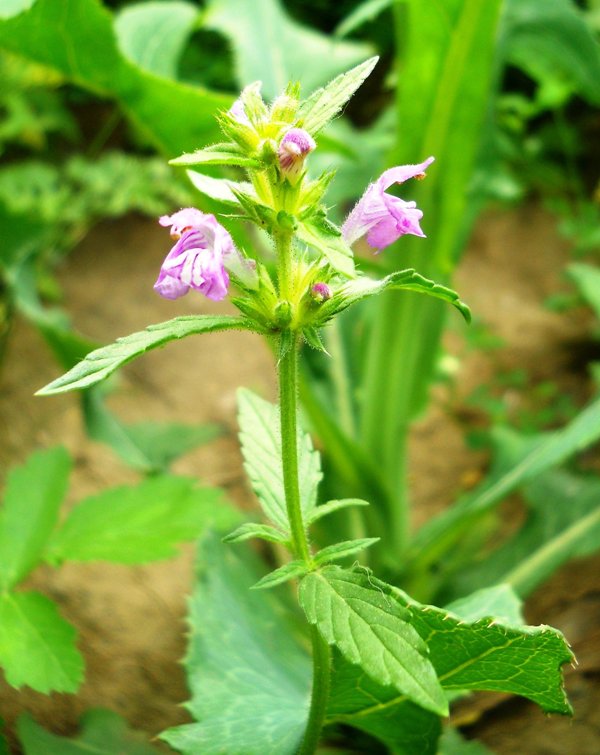 Image of Galeopsis ladanum specimen.