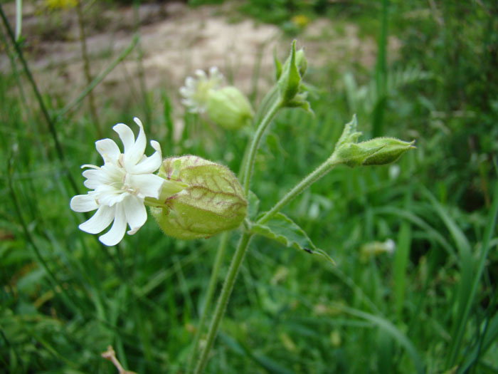 Изображение особи Silene fedtschenkoana.