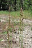 Agrostis stolonifera