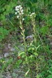 Erigeron podolicus