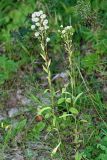 Erigeron podolicus. Плодоносящие растения. Республика Татарстан, национальный парк \"Нижняя Кама\". 11.08.2011.