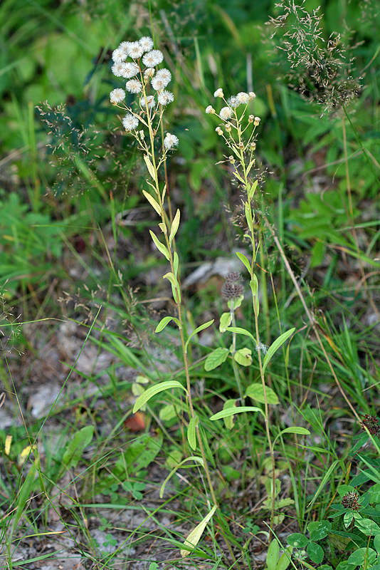 Image of Erigeron podolicus specimen.
