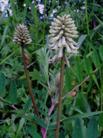 Изображение особи Astragalus uliginosus.