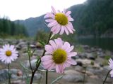 Chrysanthemum zawadskii