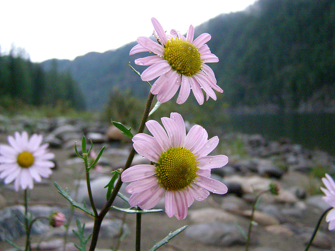 Image of Chrysanthemum zawadskii specimen.