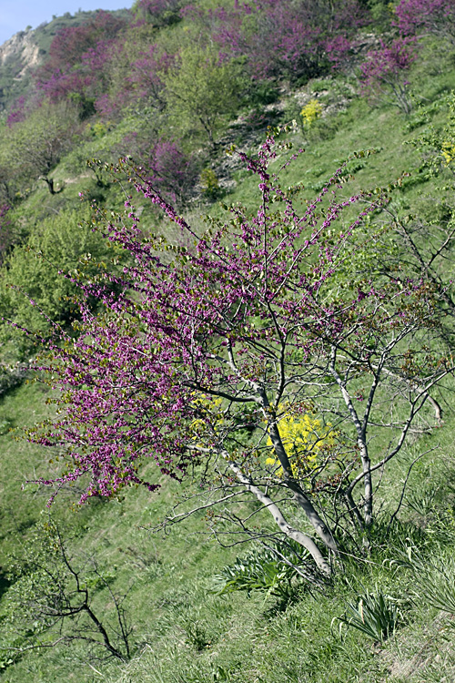 Image of Cercis griffithii specimen.