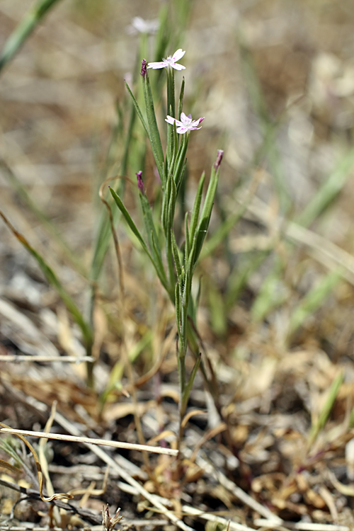 Image of Velezia rigida specimen.