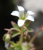 Saxifraga irrigua. Цветок. Крым, гора Чатыр-Даг (нижнее плато). 02.05.2011.