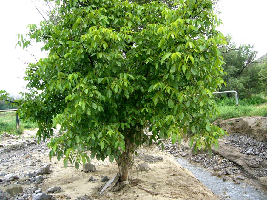 Изображение особи Juglans regia.