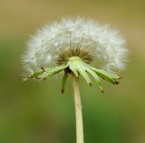 Taraxacum karatavicum. Верхушка побега с соплодием. Казахстан, Кызылординская обл., Жанакорганский р-н, долина р. Бесарык. 28.04.2011.