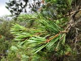 Pinus