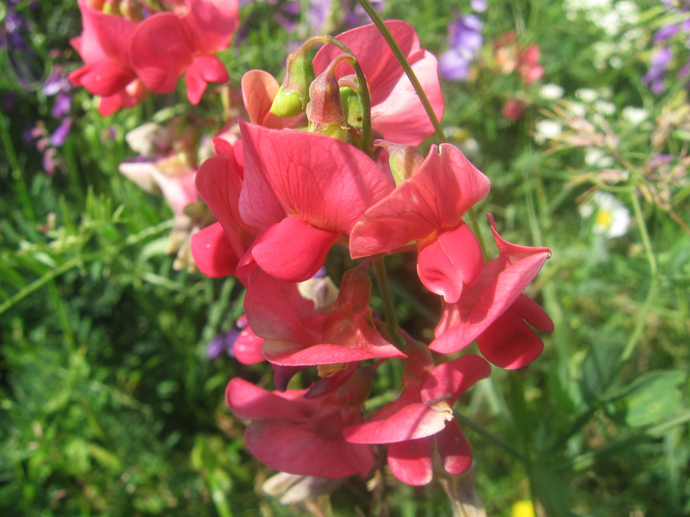 Изображение особи Lathyrus miniatus.