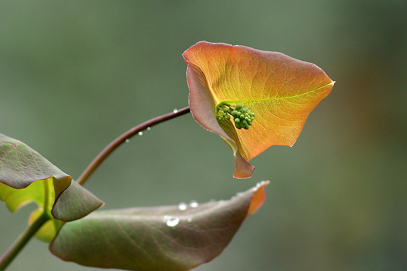 Image of Lonicera caprifolium specimen.