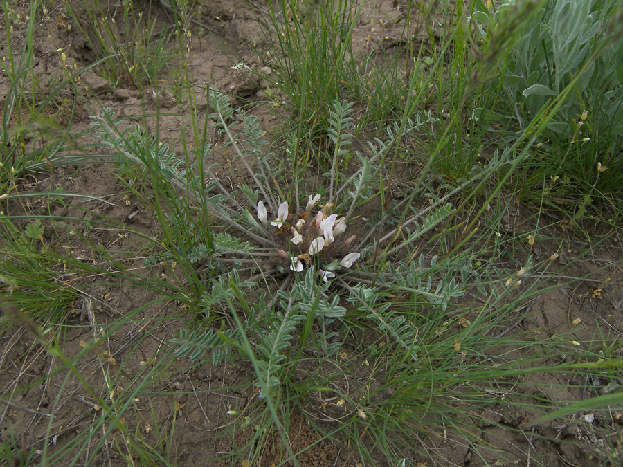 Изображение особи Astragalus dolichophyllus.