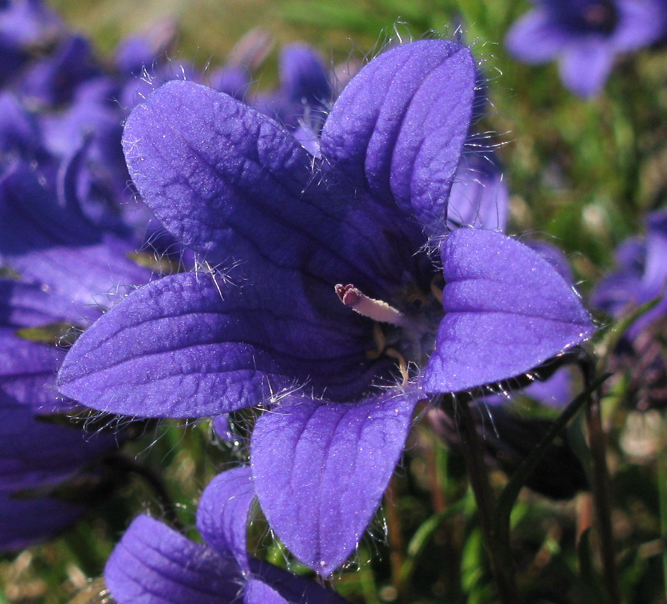 Изображение особи Campanula dasyantha.