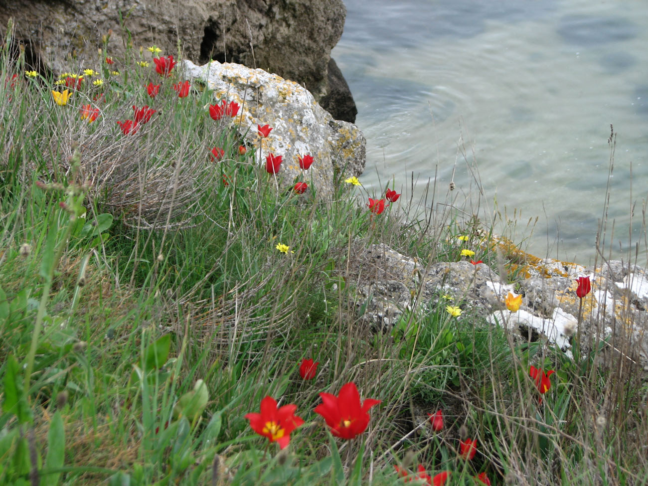 Изображение особи Tulipa suaveolens.