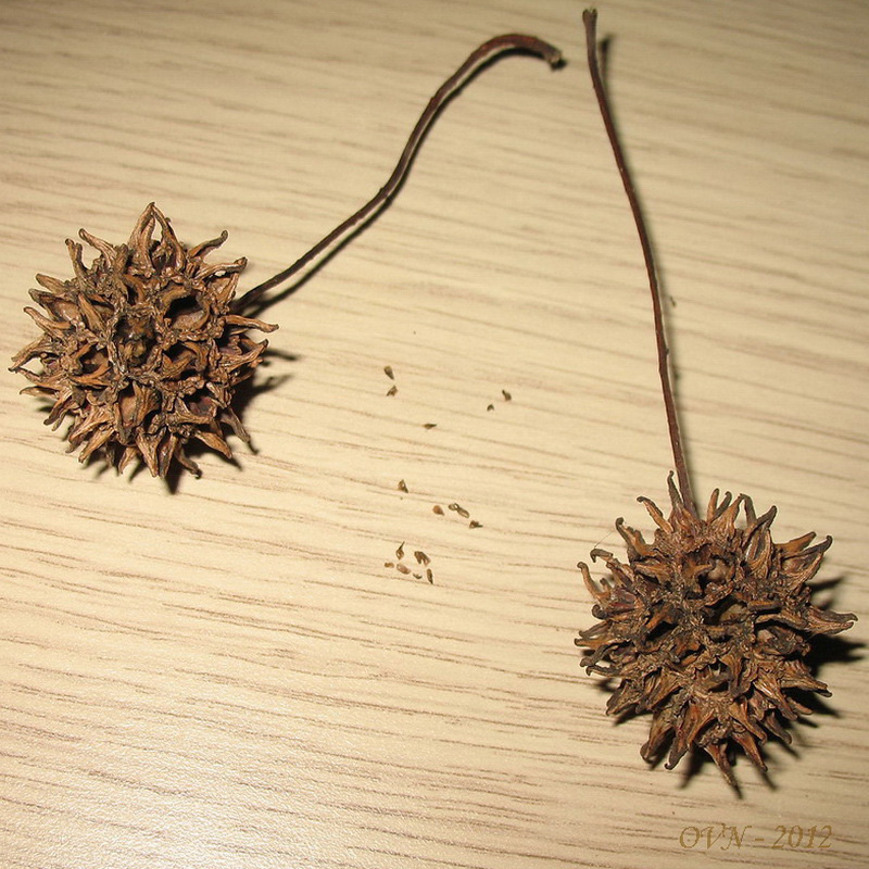Image of Liquidambar styraciflua specimen.