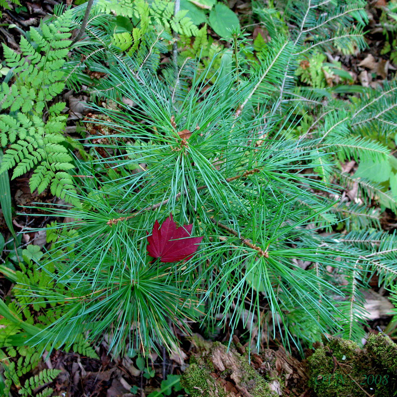 Image of Pinus koraiensis specimen.