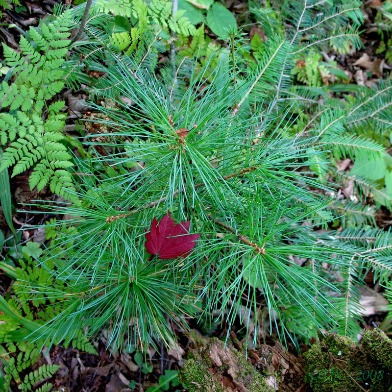 Изображение особи Pinus koraiensis.