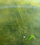 Vallisneria spiralis. Цветущие растения. Астраханская обл., Камызякский р-н, р. Старая Волга. 29.08.2009.