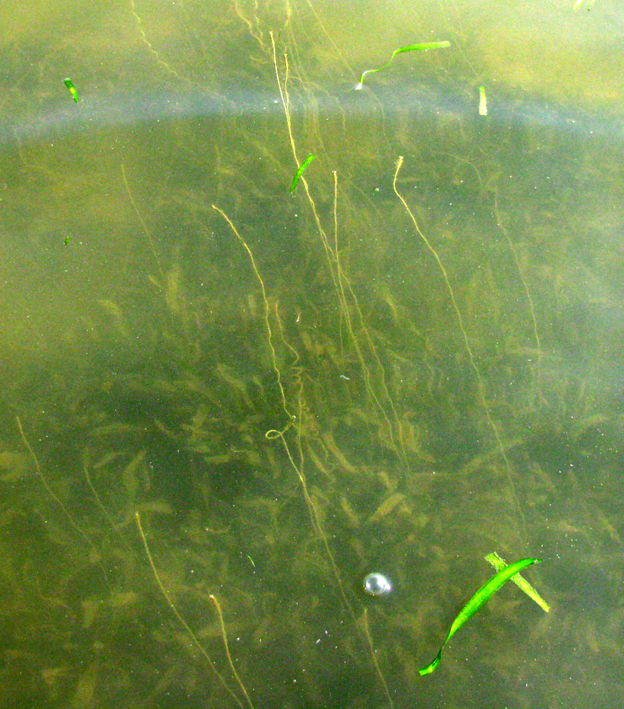 Image of Vallisneria spiralis specimen.