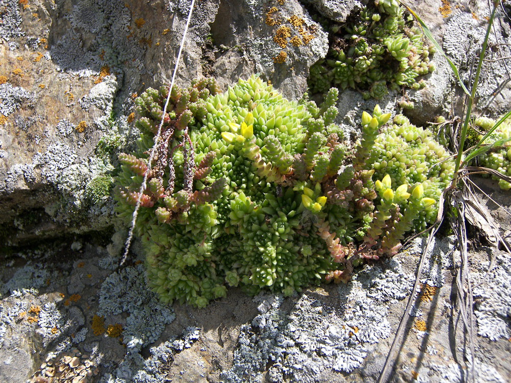 Image of Sempervivum pumilum specimen.