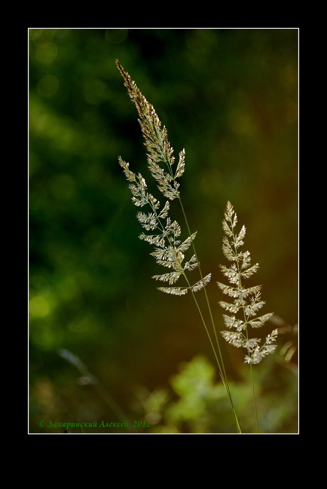 Изображение особи Calamagrostis epigeios.