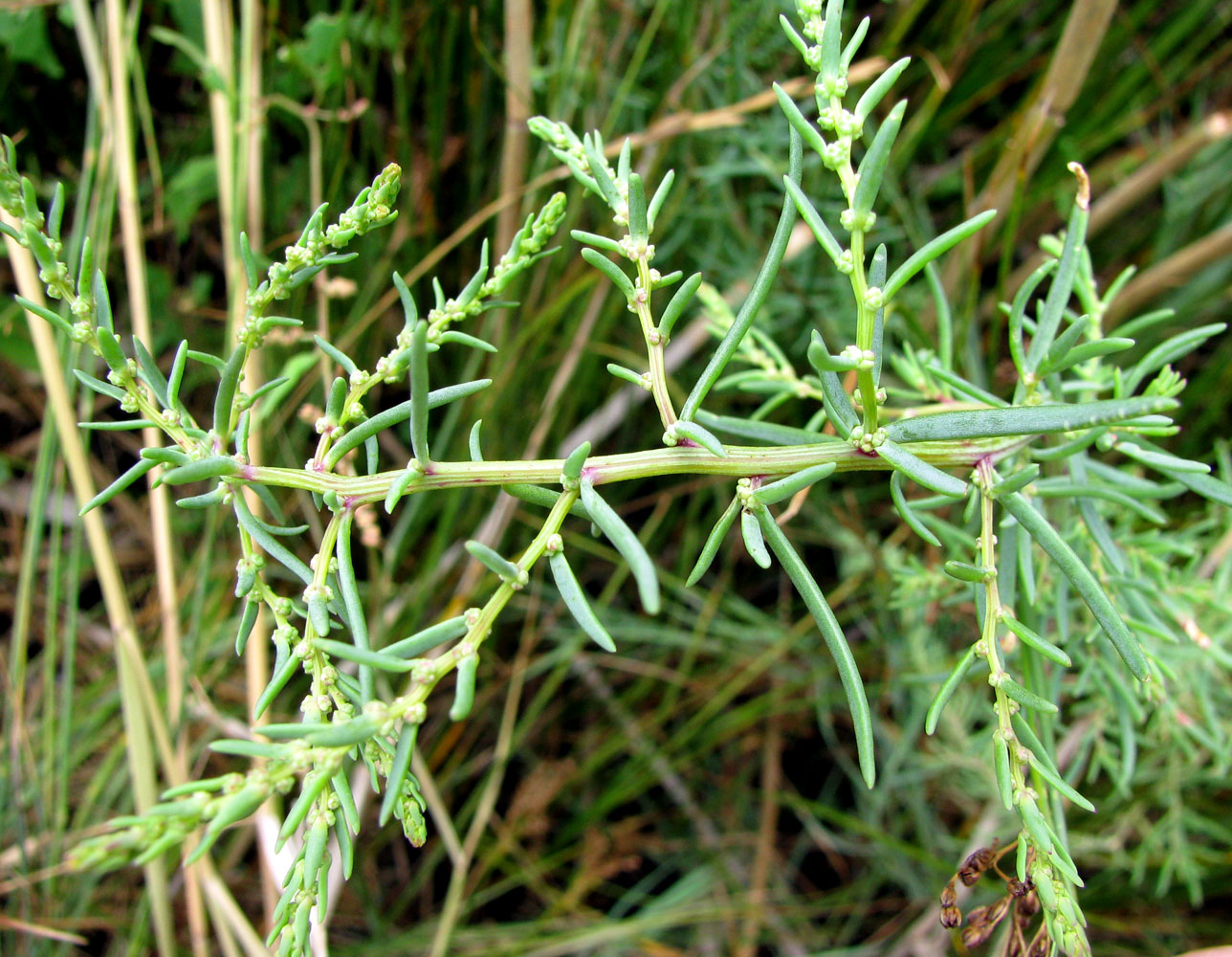 Image of Suaeda prostrata specimen.