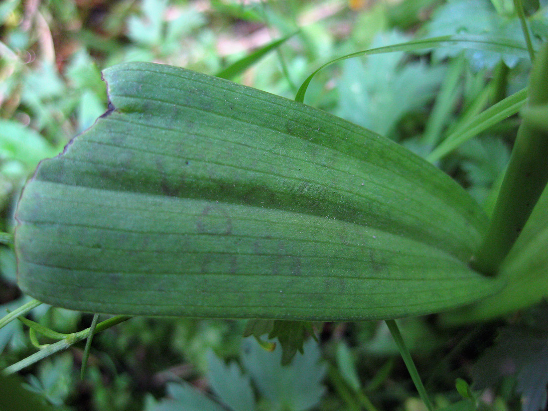 Изображение особи Dactylorhiza majalis.