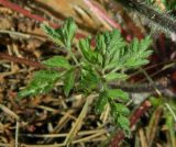 Geranium robertianum. Лист. Украина, Донецкая обл., Краснолиманский р-н, окр. пгт Ямполь. 12.05.2012.