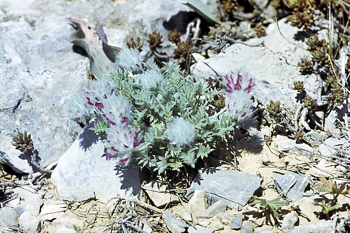 Изображение особи Oxytropis trichocalycina.