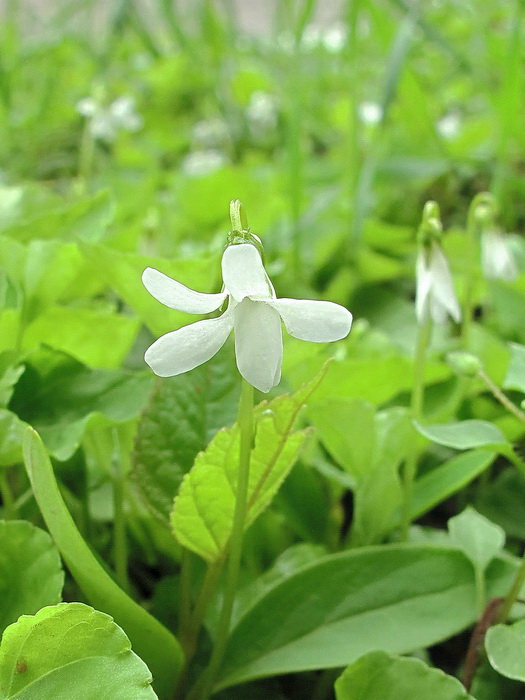 Image of Viola amurica specimen.