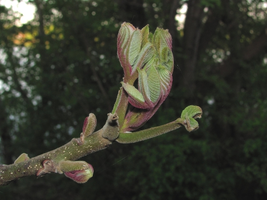 Изображение особи Juglans mandshurica.
