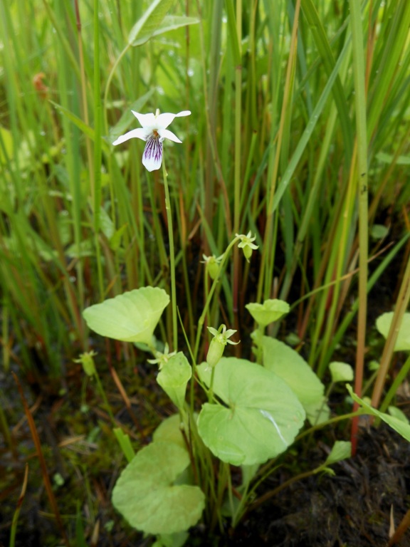 Image of Viola amurica specimen.