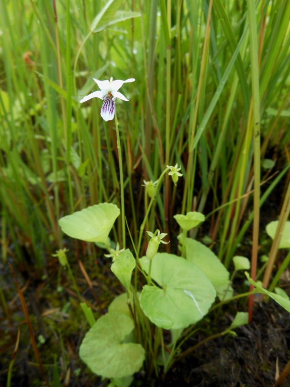 Изображение особи Viola amurica.