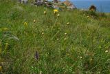 Centaurea orientalis. Цветущие растения. Крым, Керченский п-ов, Приазовье, Караларская степь. 08.06.2012.