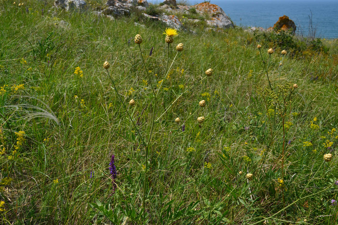 Изображение особи Centaurea orientalis.