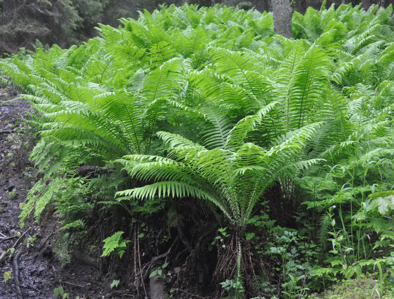 Изображение особи Matteuccia struthiopteris.